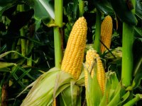 Corn